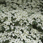 Cornus kousa 'Weisse Fontaine'  - 