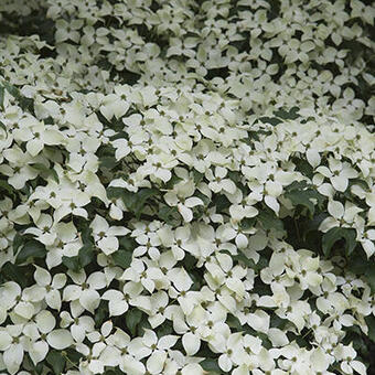 Cornus kousa 'Weisse Fontaine'