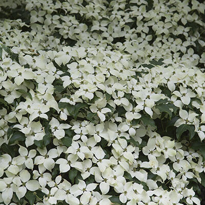 Cornus kousa 'Weisse Fontaine'  - 