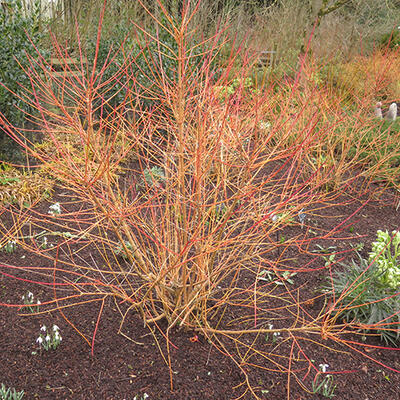 Cornus sanguinea 'Magic Flame' - Cornus sanguinea 'Magic Flame'