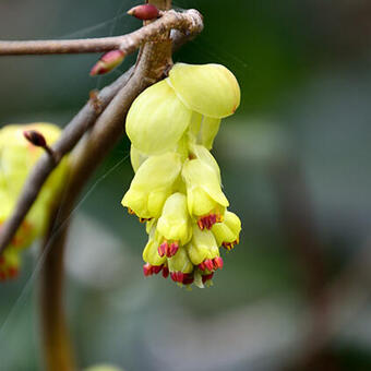 Corylopsis spicata