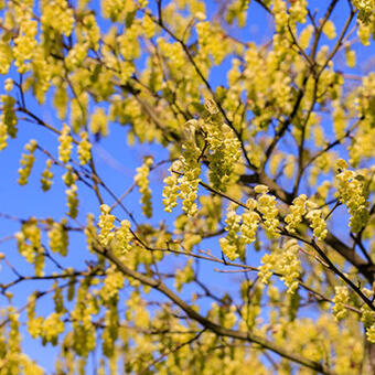 Corylopsis spicata