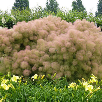 Cotinus coggygria 'Young Lady'