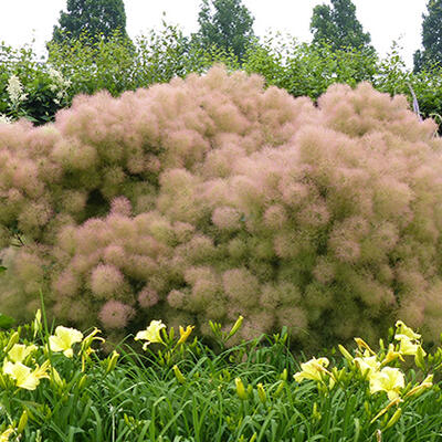 Cotinus coggygria 'Young Lady' - Cotinus coggygria 'Young Lady'