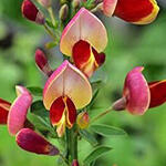 Cytisus 'Goldfinch' - 