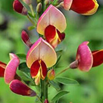 Cytisus 'Goldfinch'