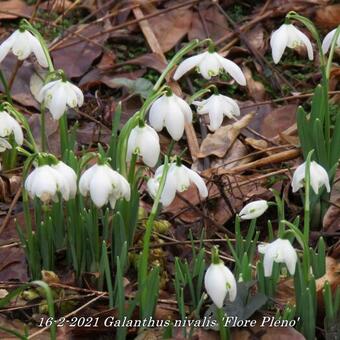 Galanthus nivalis 'Flore Pleno'