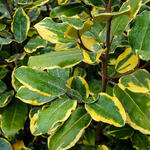 Elaeagnus x ebbingei 'Viveleg' - Elaeagnus x ebbingei 'Viveleg'