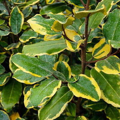 Elaeagnus x ebbingei 'Viveleg' - Elaeagnus x ebbingei 'Viveleg'