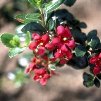 Escallonia 'C.F. Ball'