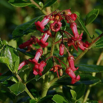 Escallonia rubra 'Crimson Spire'