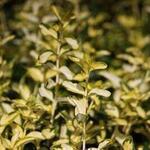 Euonymus fortunei 'Blondy' - 