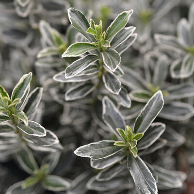 Euonymus japonicus 'Microphyllus Albovariegatus' - Euonymus japonicus 'Microphyllus Albovariegatus'