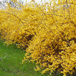 Forsythia 'Marée d'Or' - 