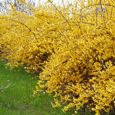 Forsythia 'Marée d'Or'