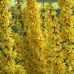 Forsythia x intermedia 'Mikado' - 