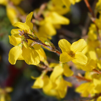 Forsythia x intermedia 'Minigold'