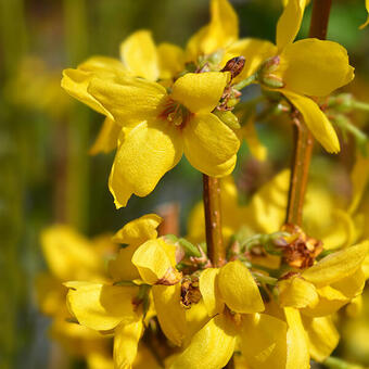 Forsythia x intermedia 'Week-End'