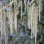 Garrya elliptica - 