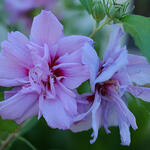 Hibiscus syriacus 'Lavender CHIFFON' - Hibiscus syriacus 'Lavender CHIFFON'