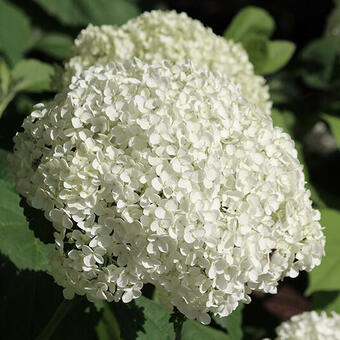 Hydrangea arborescens 'Hills of Snow'