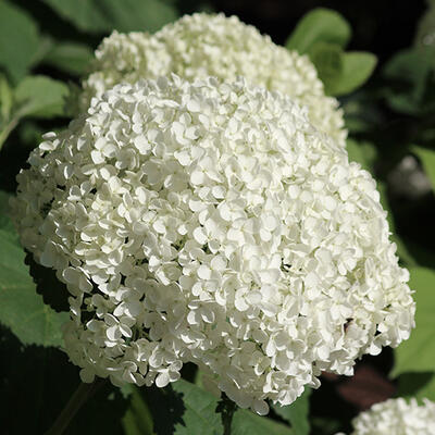 Hydrangea arborescens 'Hills of Snow' - 