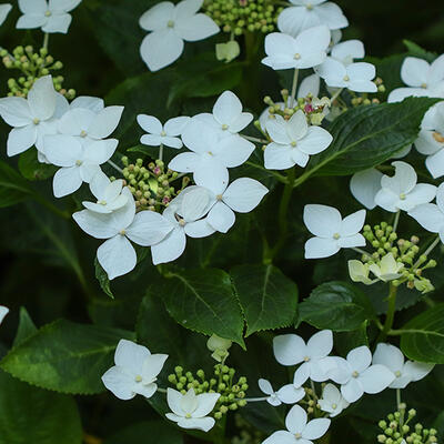 Hydrangea macrophylla 'Lanarth White' - Hydrangea macrophylla 'Lanarth White'