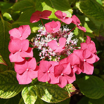 Hydrangea macrophylla 'Rotkehlchen'