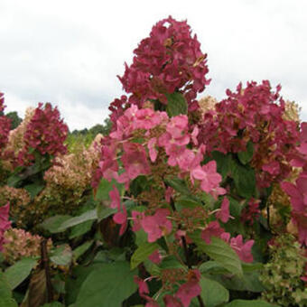 Hydrangea paniculata 'Mega Mindy'