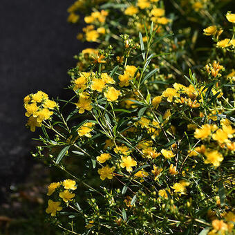 Hypericum densiflorum 'Buttercup'