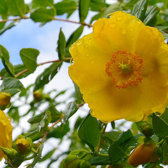 Hypericum kalmianum 'Gemo'