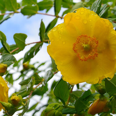 Hypericum kalmianum 'Gemo' - Hypericum kalmianum 'Gemo'