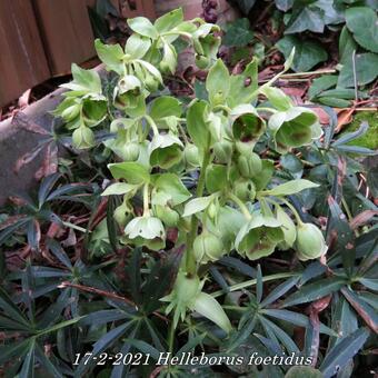 Helleborus foetidus