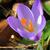 Crocus tommasinianus