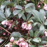 Helleborus x sahinii 'Winterbells' - 