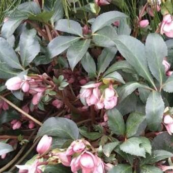 Helleborus x sahinii 'Winterbells'