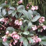 Helleborus x sahinii 'Winterbells' - 