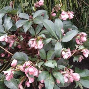 Helleborus x sahinii 'Winterbells'