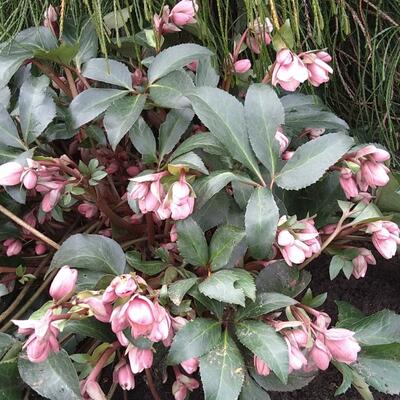 Helleborus x sahinii 'Winterbells' - 