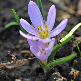 Colchicum hungaricum 'Valentine'