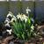 Galanthus nivalis