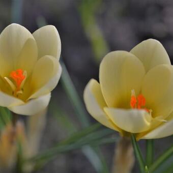 Crocus chrysanthus 'Cream Beauty'