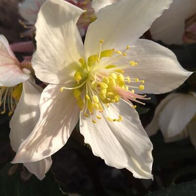 Helleborus 'Angel Glow' - 