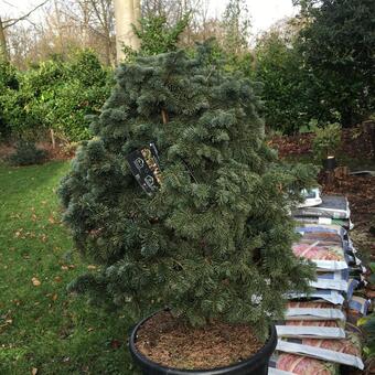 Abies lasiocarpa 'Green Globe'