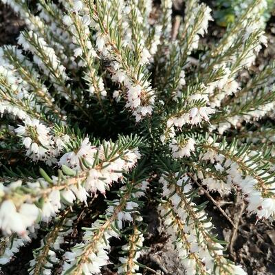 Erica x darleyensis (wit) - 