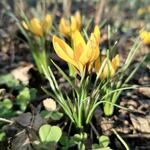 Crocus korolkowi - 