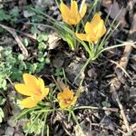 Crocus korolkowi - 