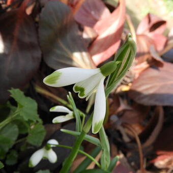 Galanthus nivalis 'Viridapice'