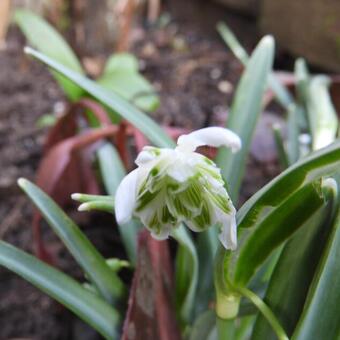 Galanthus 'Hippolyta'