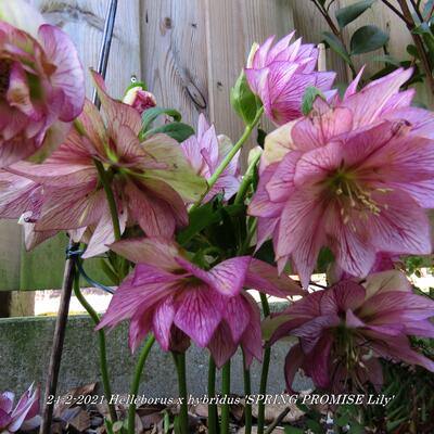 Helleborus x hybridus 'SPRING PROMISE Lily' - 